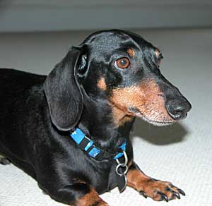 Beau